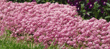 Alyssum - Easter Bonnet Pink