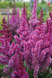 Astilbe - Ardensii Purple