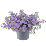 Bacopa - MegaCopa Blue