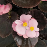Begonia - Cocktail Brandy