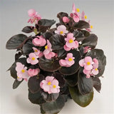 Begonia - Cocktail Brandy