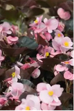 Begonia - Cocktail Brandy