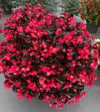 Begonia - Whopper Rose Espresso Leaf