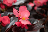 Begonia - Whopper Rose Espresso Leaf