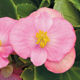 Begonia - Prelude Plus Pink