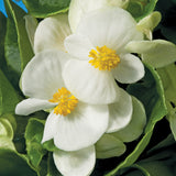 Begonia - Prelude Plus White