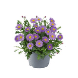 Brachycome - Fresco Purple