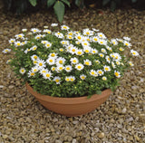 Chrysanthemum - Snowland
