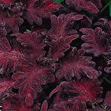 Coleus - Black Dragon