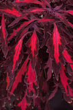Coleus - FlameThrower Adobo Pink