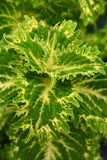 Coleus - ChargedUp Keylime Fringe