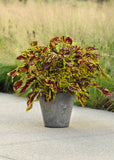 Coleus - ChargedUp Prismatic