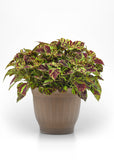 Coleus - ChargedUp Prismatic