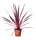 Cordyline - Pink Passion
