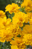 Cosmos - Brightness Gold