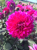 Dahlia - Dinner Plate Purple Engelhardt's Matador