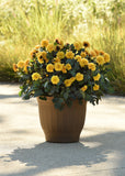 Dahlia - City Lights Compact Sunny Yellow