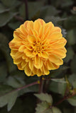 Dahlia - City Lights Compact Sunny Yellow