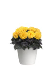 Dahlia - City Lights Compact Sunny Yellow