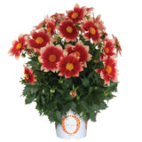 Dahlia - Summer Bees Salmon Bicolor
