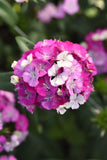 Dianthus - Amazon Lavender Magic