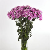 Dianthus - Amazon Lavender Magic