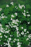 Galium Odoratum - Sweet Woodruff