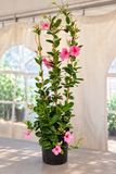 Mandevilla - Tropica Grandiosa Rose Pink