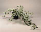Helichrysum - Silver Licorice