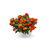 Lantana - Bandolista Red Chili