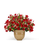 Mandevilla - MegaFlora Red