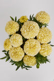 Marigold - Lanna Lace