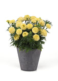 Marigold - Lanna Lace