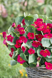 Nasturtium - Baby Rose