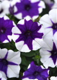 Petunia - E3 Easy Wave Midnight Marble