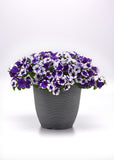 Petunia - E3 Easy Wave Midnight Marble