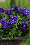 Petunia - Double Cascade Blue