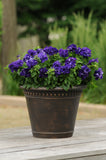 Petunia - Double Cascade Blue