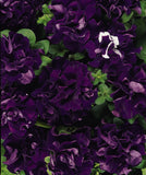 Petunia - Double Cascade Blue