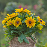 Rudbeckia - Sunbeckia Maya