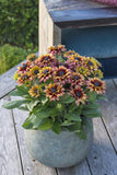Rudbeckia - Sunbeckia Graffiti Cherry