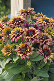 Rudbeckia - Sunbeckia Graffiti Cherry