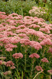 Sedum - Autumn Fire