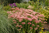 Sedum - Autumn Fire
