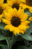 Helianthus - Miss Sunshine Sunflower