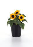 Helianthus - Miss Sunshine Sunflower