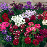 Verbena - Obsession Mix