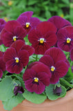 Viola - Sorbet Carmine Rose