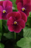 Viola - Sorbet Carmine Rose