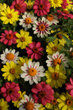 Zinnia - Zahara Raspberry Lemonade Mix